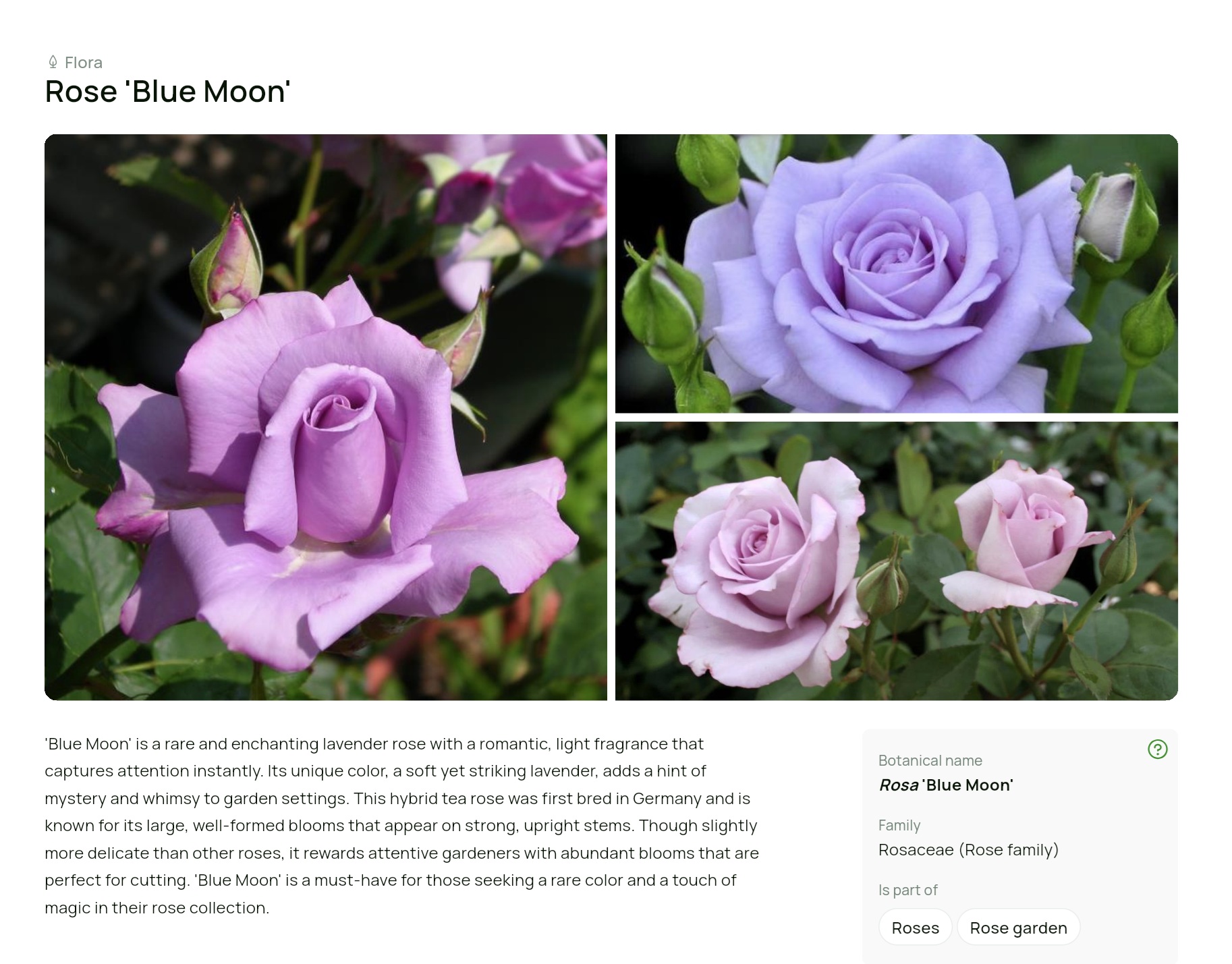 Immersive plant storytelling