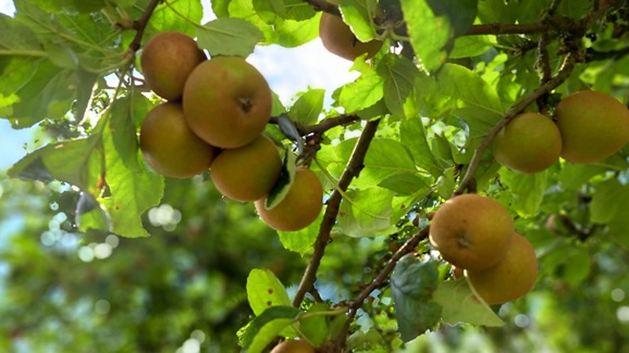 Experience biodiversity in agro ecology