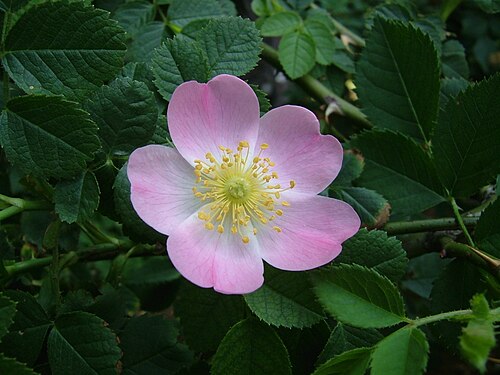 Rosa canina