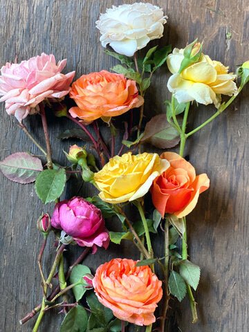 Rose collection
